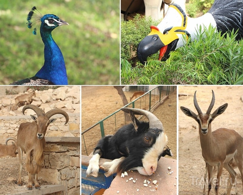 Марокко, Агадир: Зоопарк "Valle des oiseaux" (Долина птиц) / Марокко