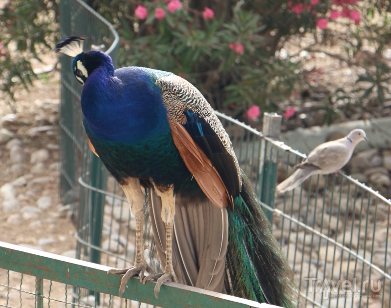 Марокко, Агадир: Зоопарк "Valle des oiseaux" (Долина птиц) / Марокко