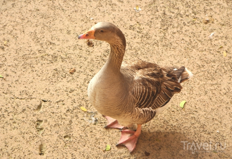 , :  "Valle des oiseaux" ( ) / 