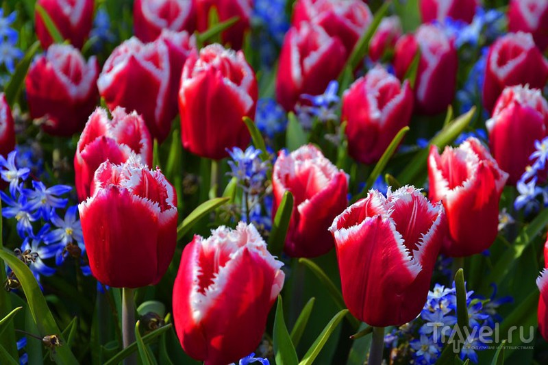 Королевство цветов - Кёкенхоф / Фото из Нидерландов