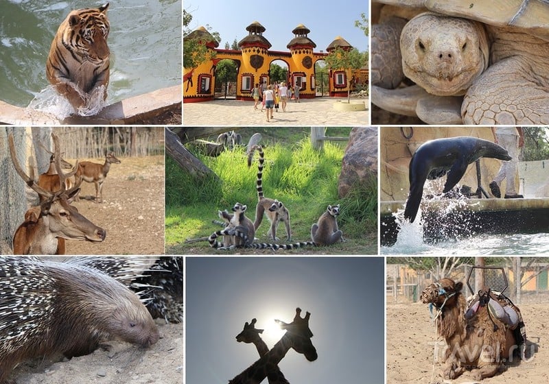 Тунис: Зоопарк Фригия и его обитатели / Тунис