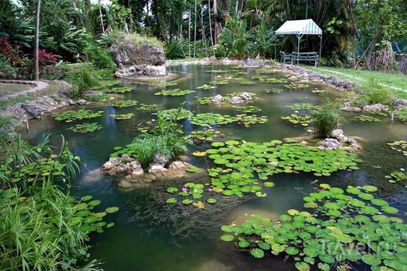 Очо-Риос, Ямайка - Черепаший водопад и сад: обитатели / Ямайка