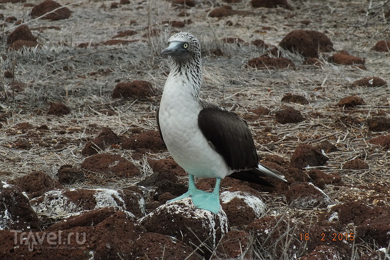 Галапагосы. Остров Северный Сеймур. Птицы / Эквадор