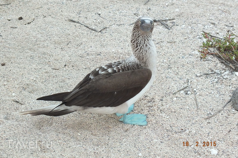 Галапагосы. Остров Северный Сеймур. Птицы / Эквадор