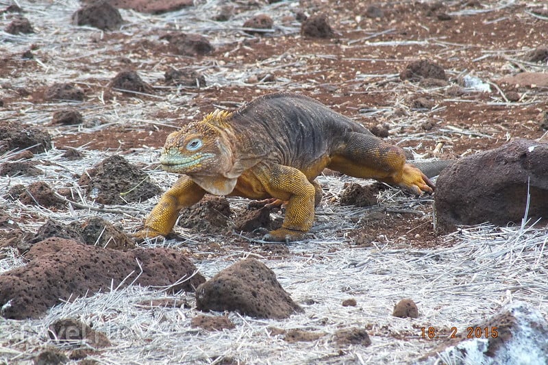 Галапагосы. Остров Северный Сеймур. Желтые игуаны / Эквадор