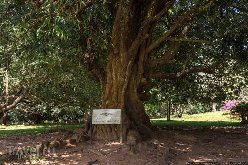 Шри-Ланка. Королевский ботанический сад / Фото со Шри-Ланки