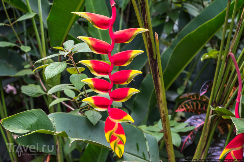 Шри-Ланка. Королевский ботанический сад / Фото со Шри-Ланки