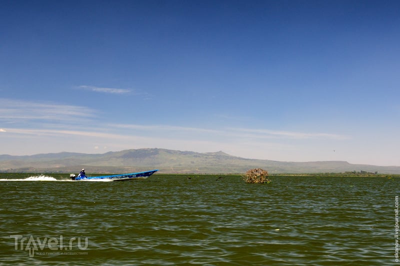 Озеро Найваша - драгоценность Кении / Фото из Кении