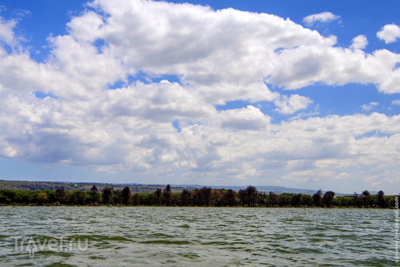 Озеро Найваша - драгоценность Кении / Фото из Кении