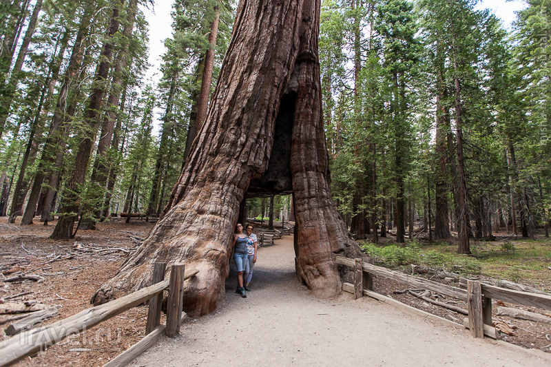 США. Лето в парках. Национальный парк Yosemite / Фото из США