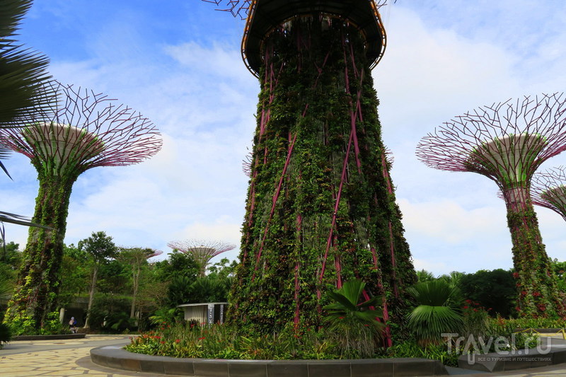 Сингапур: Сады будущего / Фото из Сингапура