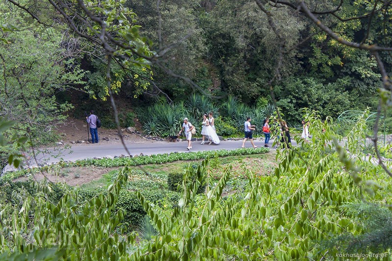 Рике, Нарикала и Ботанический сад / Фото из Грузии