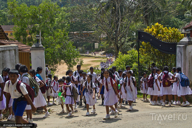 Кого можно повстречать, забравшись в глухие деревни Шри-Ланки / Шри-Ланка