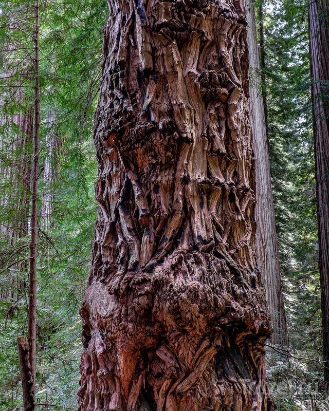 Cказочный домик, огромные деревья, индейцы племени Юрок и живописное побережье северной Калифорнии / США
