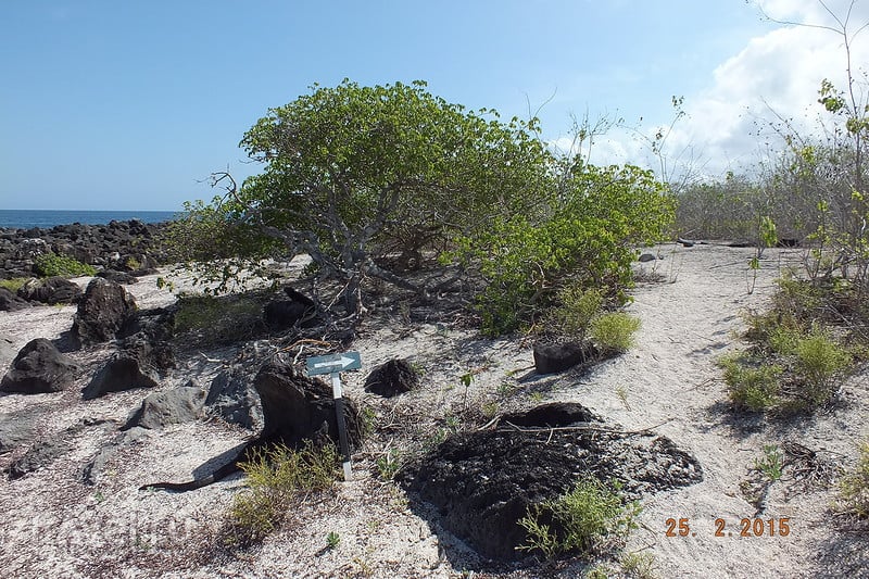 Галапагосы. Остров Сан-Кристобаль. Пляж Playa Baquerizo / Эквадор