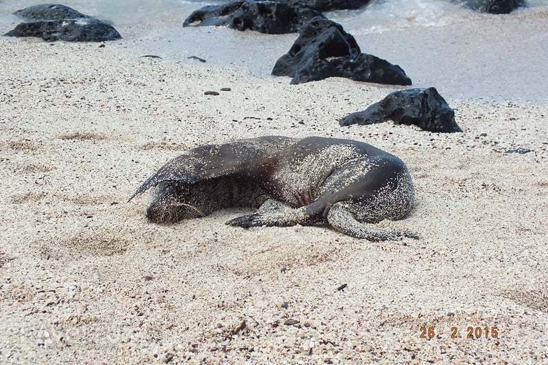 .  -.  Playa Punta Carola / 