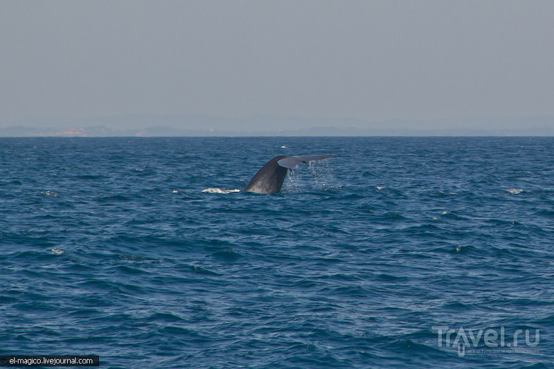Как я повстречал самое большое животное на земле в водах Шри-Ланки / Фото со Шри-Ланки