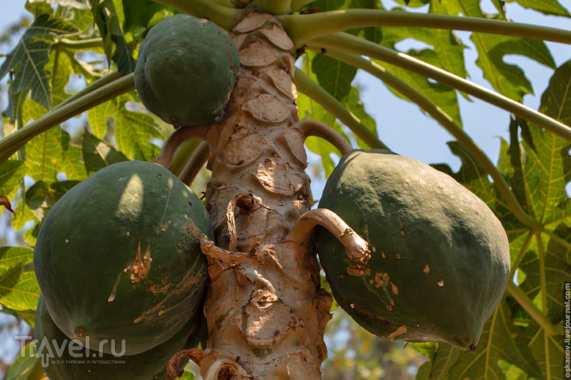 Путевые заметки. Тропические фрукты / Фото со Шри-Ланки