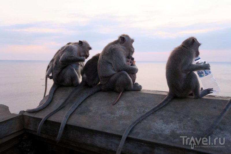 Индонезия: Бали - туристический ад и обезьянки на закате / Индонезия