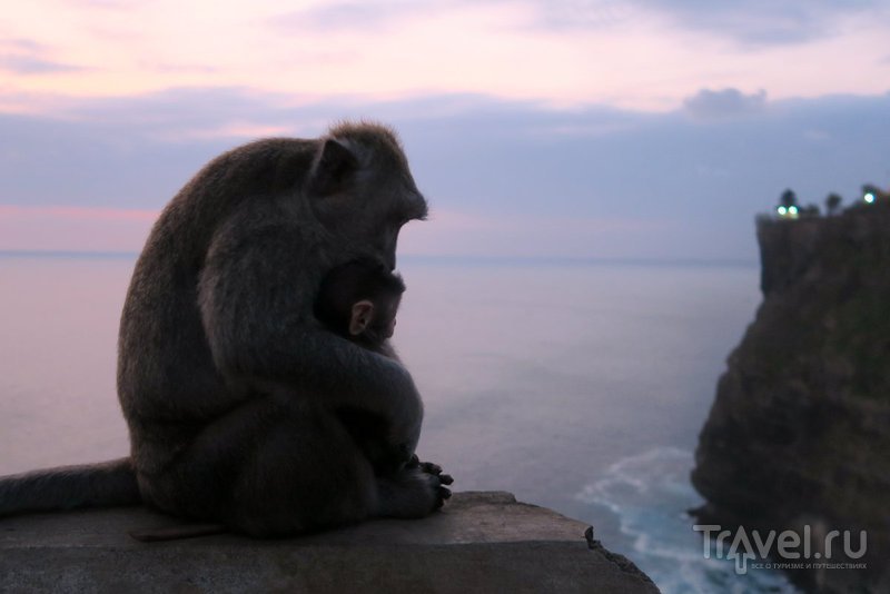 Индонезия: Бали - туристический ад и обезьянки на закате / Индонезия