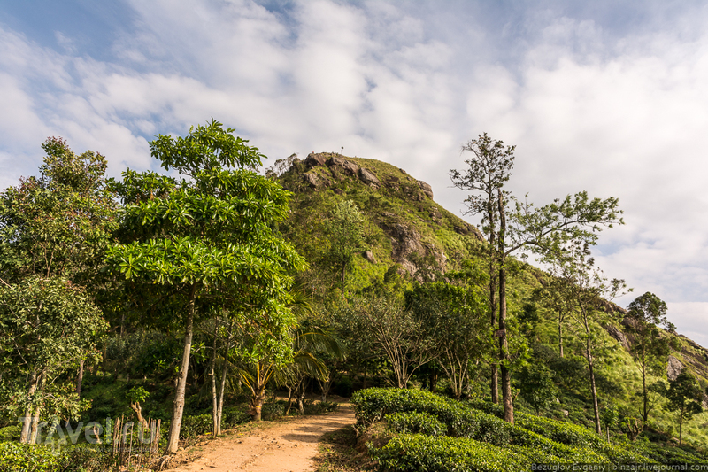 Шри-Ланка. Восхождение на Малый Пик Адама / Фото со Шри-Ланки