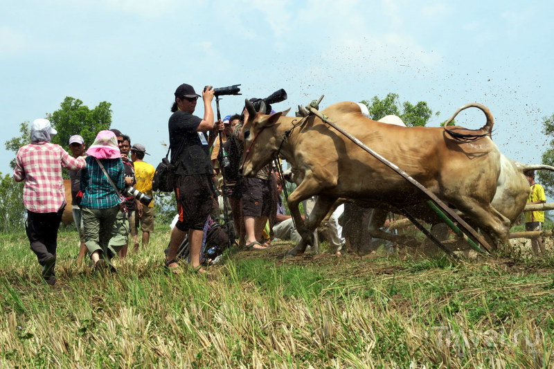 Индонезия: Пачу Джави - фестиваль быков Суматры / Фото из Индонезии
