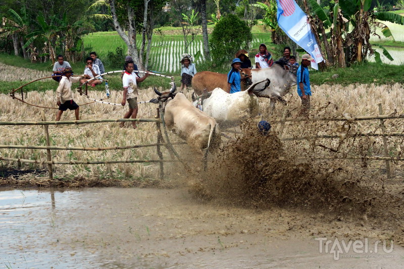 Индонезия: Пачу Джави - фестиваль быков Суматры / Фото из Индонезии