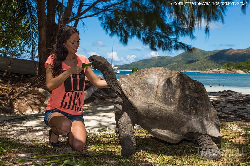 Гигантские черепахи Сейшельских островов / Фото с Сейшел