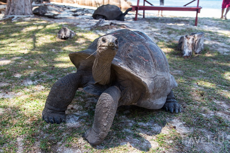 Гигантские черепахи Сейшельских островов / Фото с Сейшел