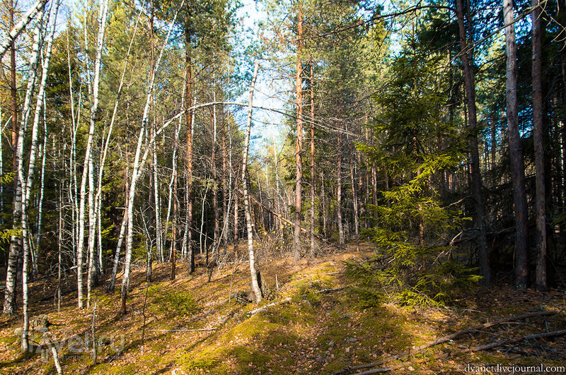 Заблудившийся в лесу. Успеть любой ценой / Фото из России