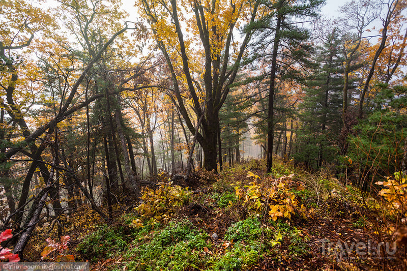 Осень на горе Ольховой. Приморский край / Фото из России