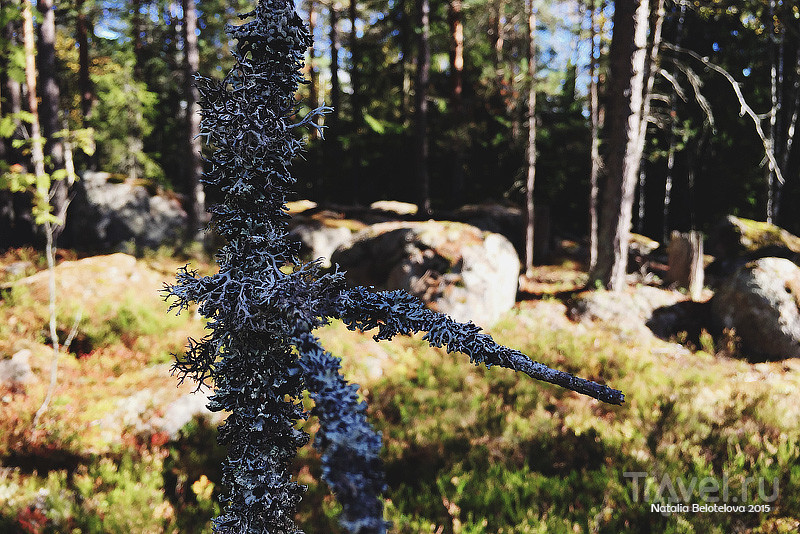 Национальный парк Нууксио в Финляндии / Финляндия