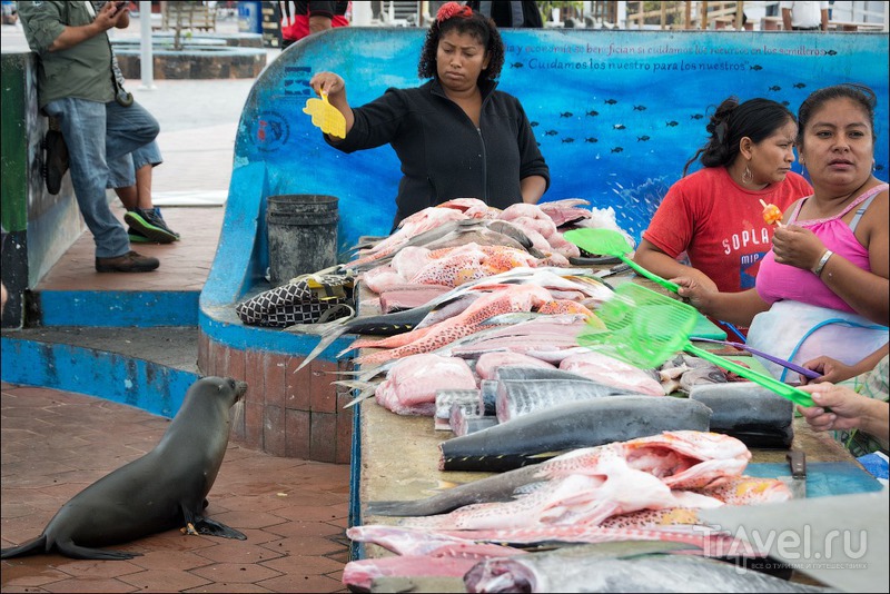 Рыбный рынок на Санта Крусе / Фото из Эквадора