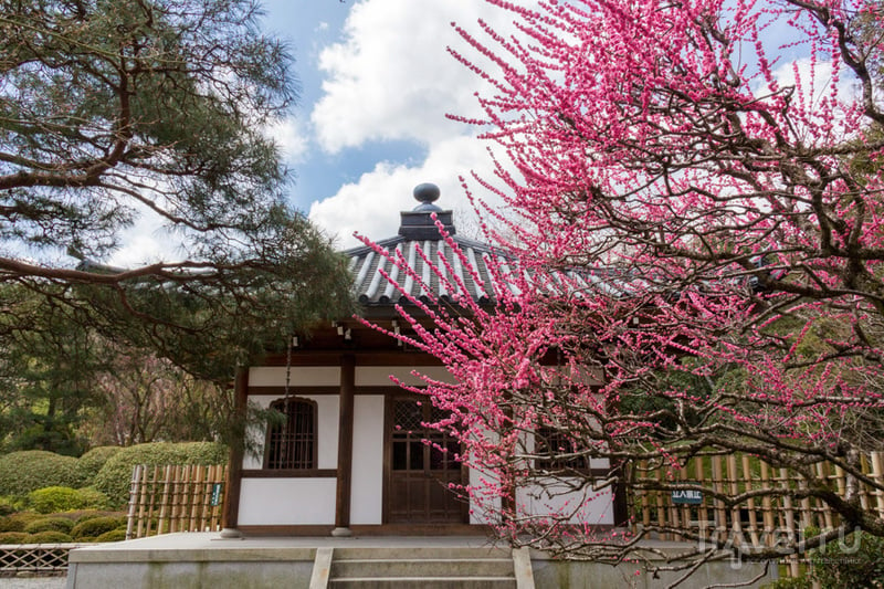 Киото. Западные храмы, Золотой павильон и самый знаменитый сад камней / Фото из Японии