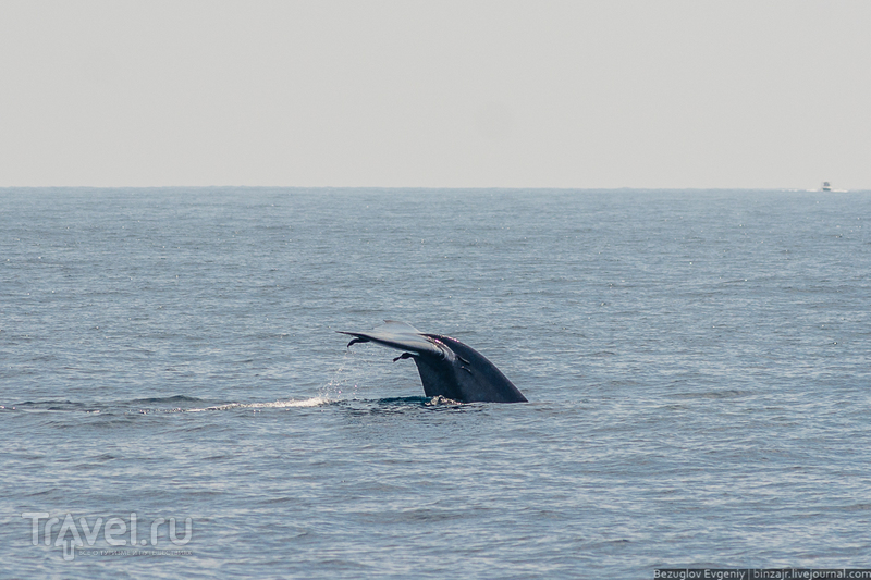Шри-Ланка. Голубые киты / Фото со Шри-Ланки