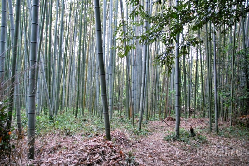 Киото: о бамбуке, романтическом поезде и бумажных карпах / Япония