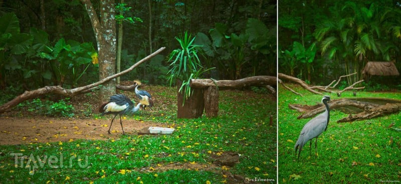 Засунуть любопытный нос в Бразилию: Водопады Игуасу и Парк птиц / Фото из Бразилии