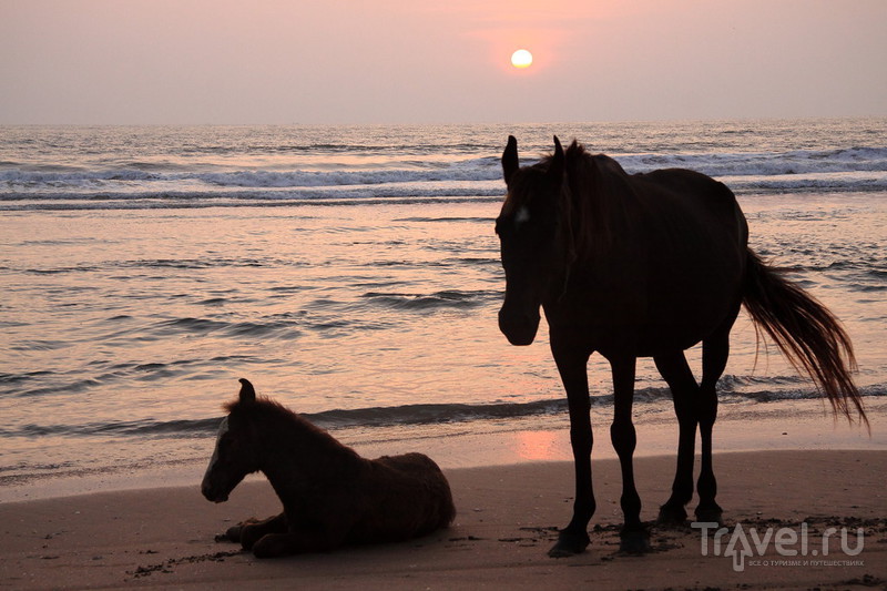 Южный Гоа и тёлки на пляже / Фото из Индии