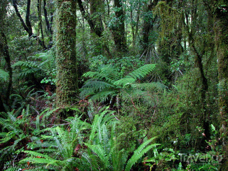 В стране антиподов. Хааст Пасс - древняя тропа Маори / Фото из Новой Зеландии