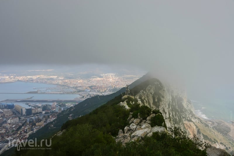 Главные обитатели Гибралтарской скалы / Фото из Гибралтара