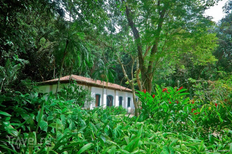 Беззаботный ботанизм в Jardim Botânico Рио де Жанейро / Фото из Бразилии