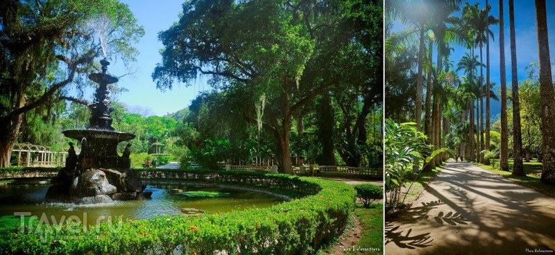 Беззаботный ботанизм в Jardim Botânico Рио де Жанейро / Фото из Бразилии