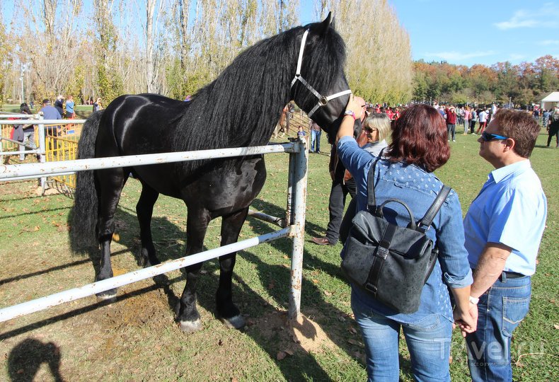 Каталония. Смешались в кучу кони, люди / Фото из Испании