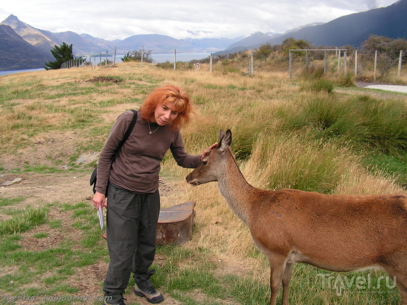 В стране антиподов. Олений парк (Deer Park) / Фото из Новой Зеландии