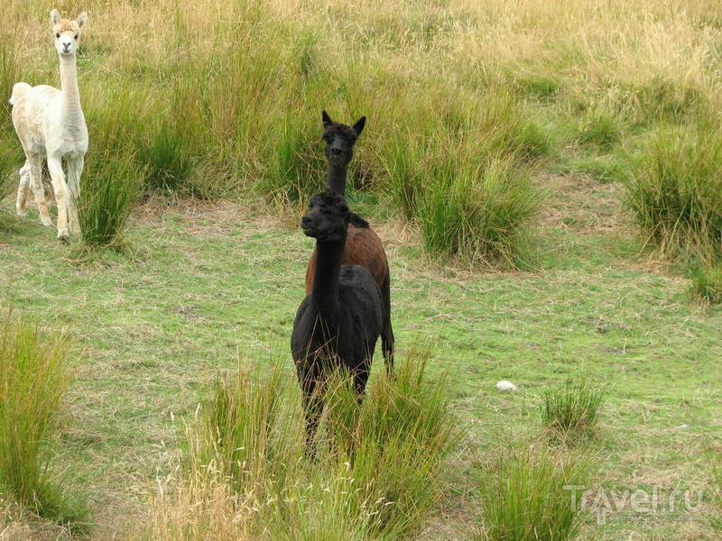 В стране антиподов. Олений парк (Deer Park) / Фото из Новой Зеландии