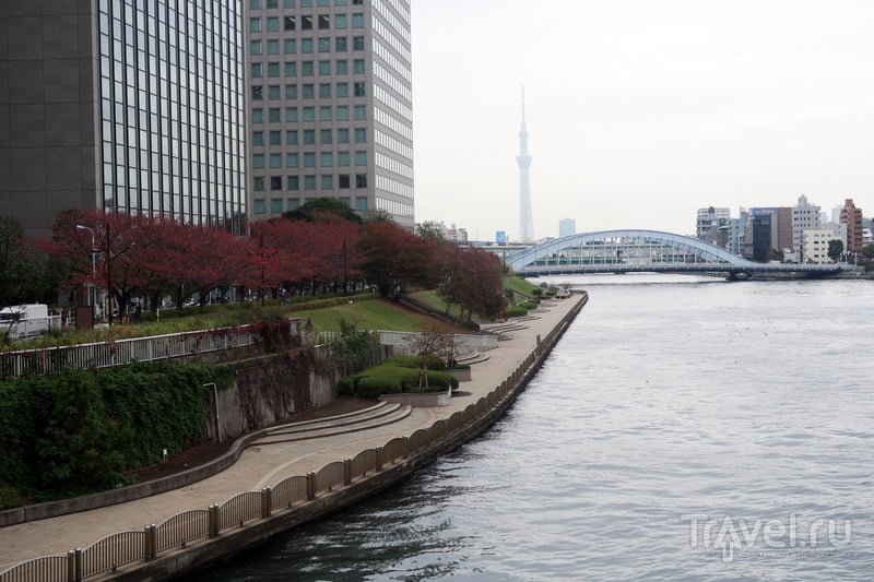 Токио для чайников: все районы за два дня / Фото из Японии