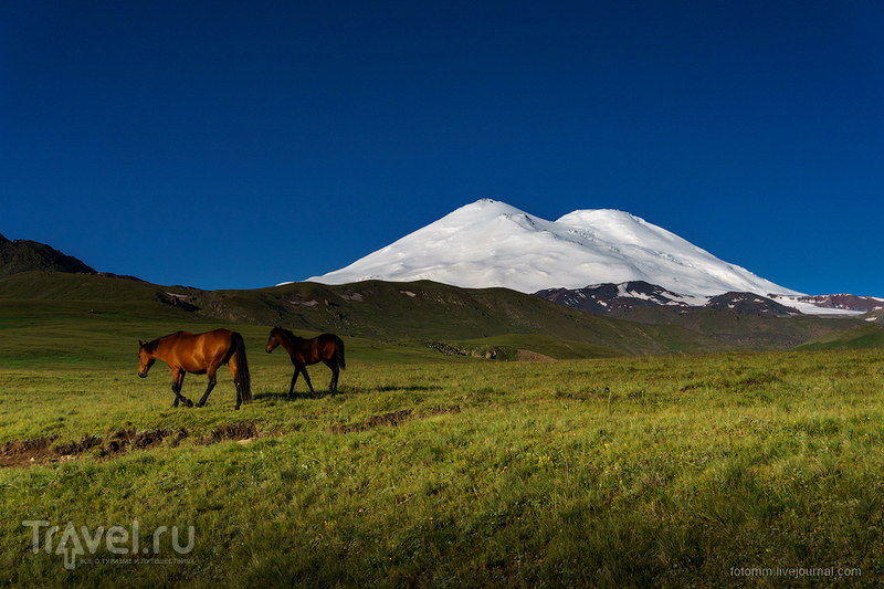 Кавказ. Утренние кони / Фото из России