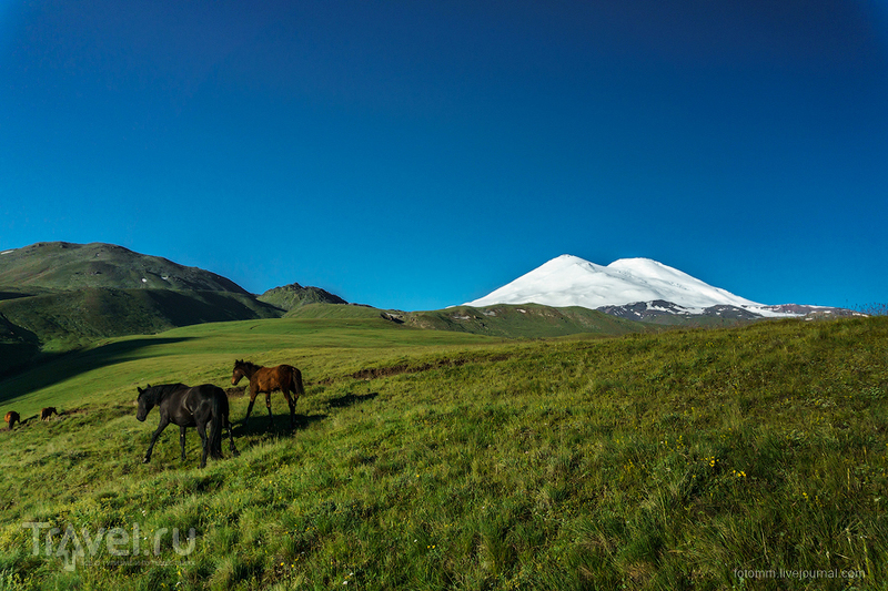 Кавказ. Утренние кони / Фото из России