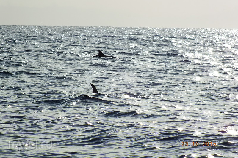 Португалия. Мадейра. Дельфины / Португалия