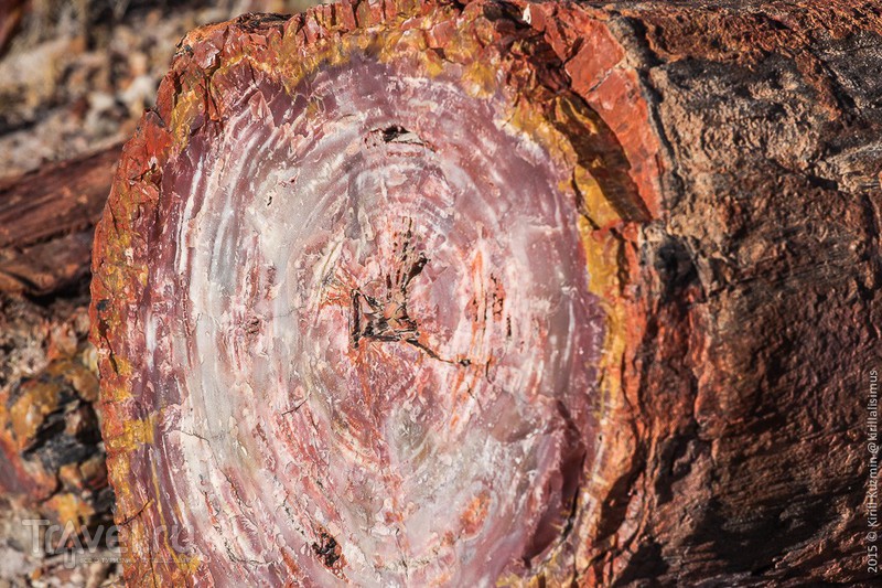 Национальный парк "Petrified Forrest", США / Фото из США